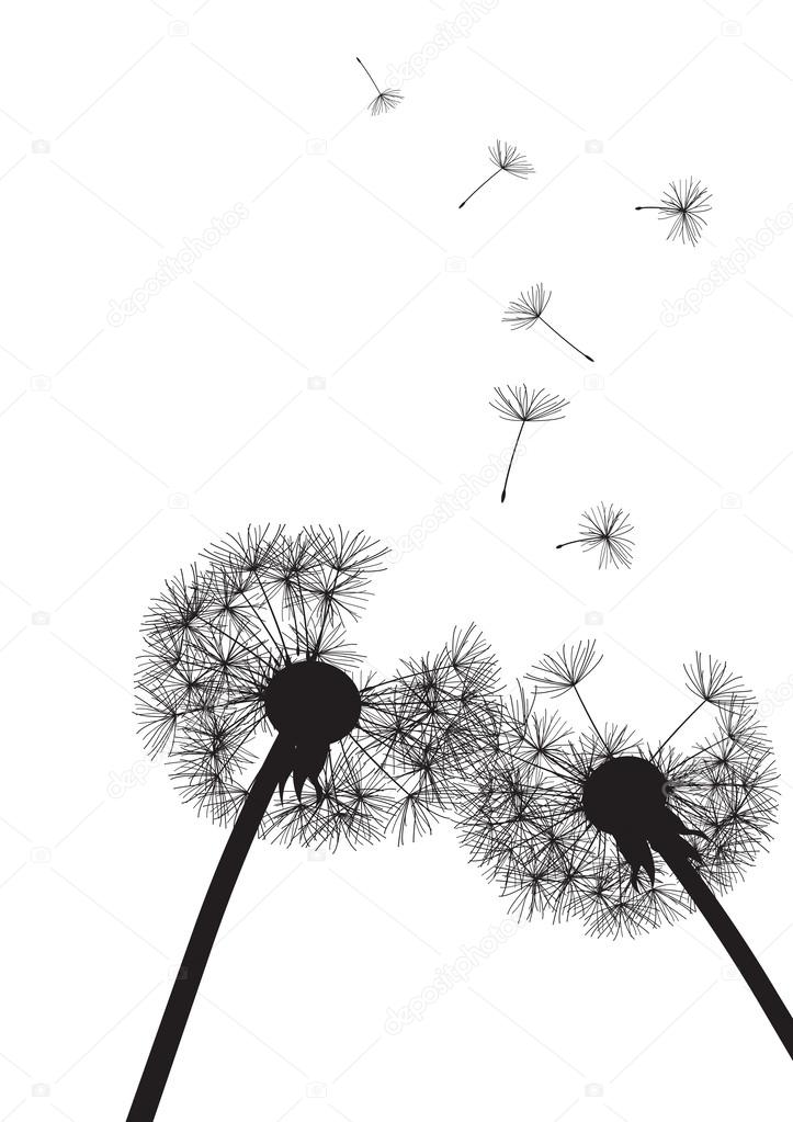 Two black dandelions on white background- vector