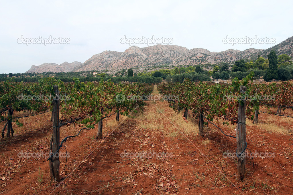 Vineyard and mountain in the background- Crete, Greece