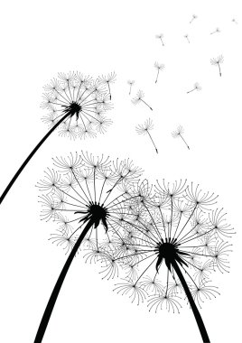 vektör dandelions beyaz