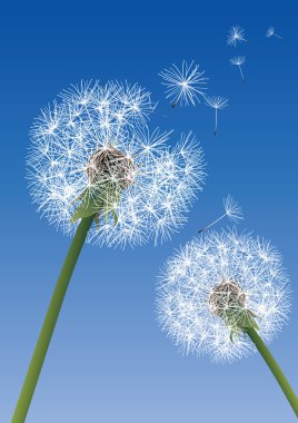 Vector dandelions on blue background clipart