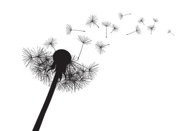 siyah karahindiba Rüzgar üstünde onun bütünlük bağsız