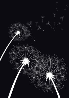 siyah vektör dandelions