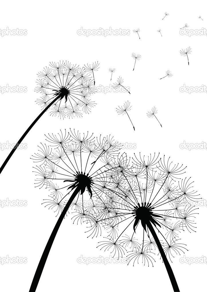 Vector dandelions on white
