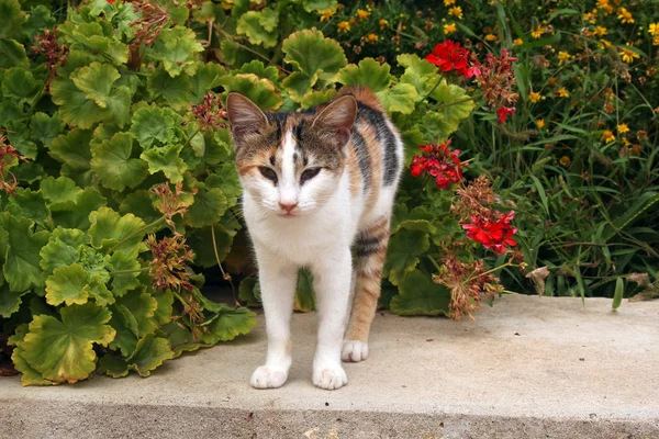 Kleine wild kitty in bloemen-Kreta, Griekenland — Stockfoto
