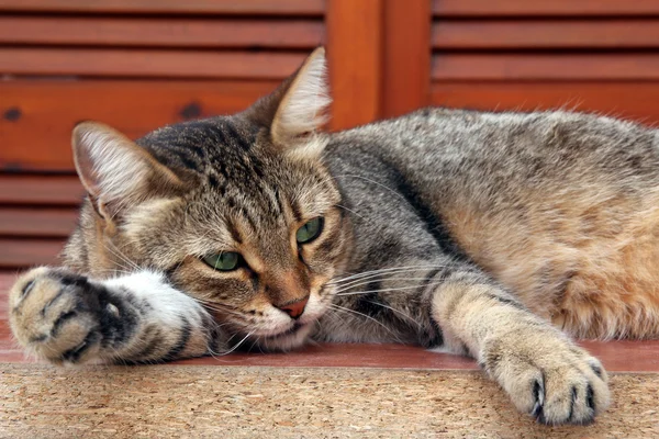Tabby kitty liggend op de vensterbank — Stockfoto