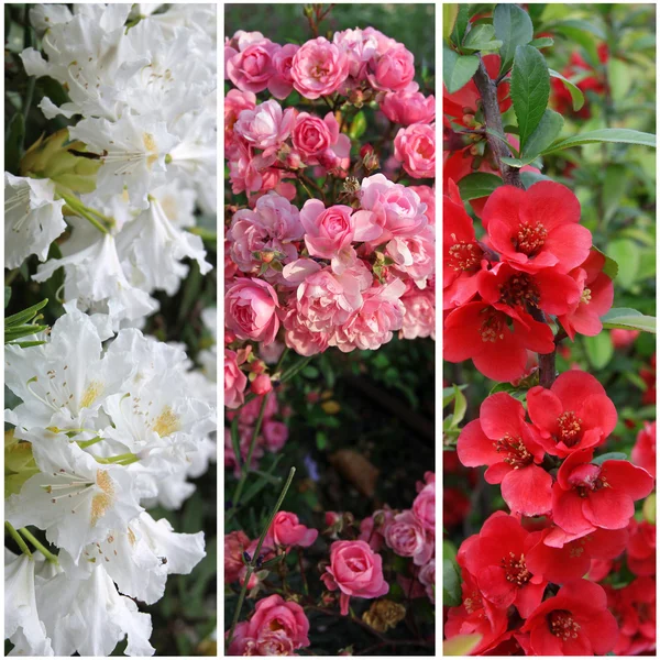 Collection of flower banners: white, pink and red — Stock Photo, Image