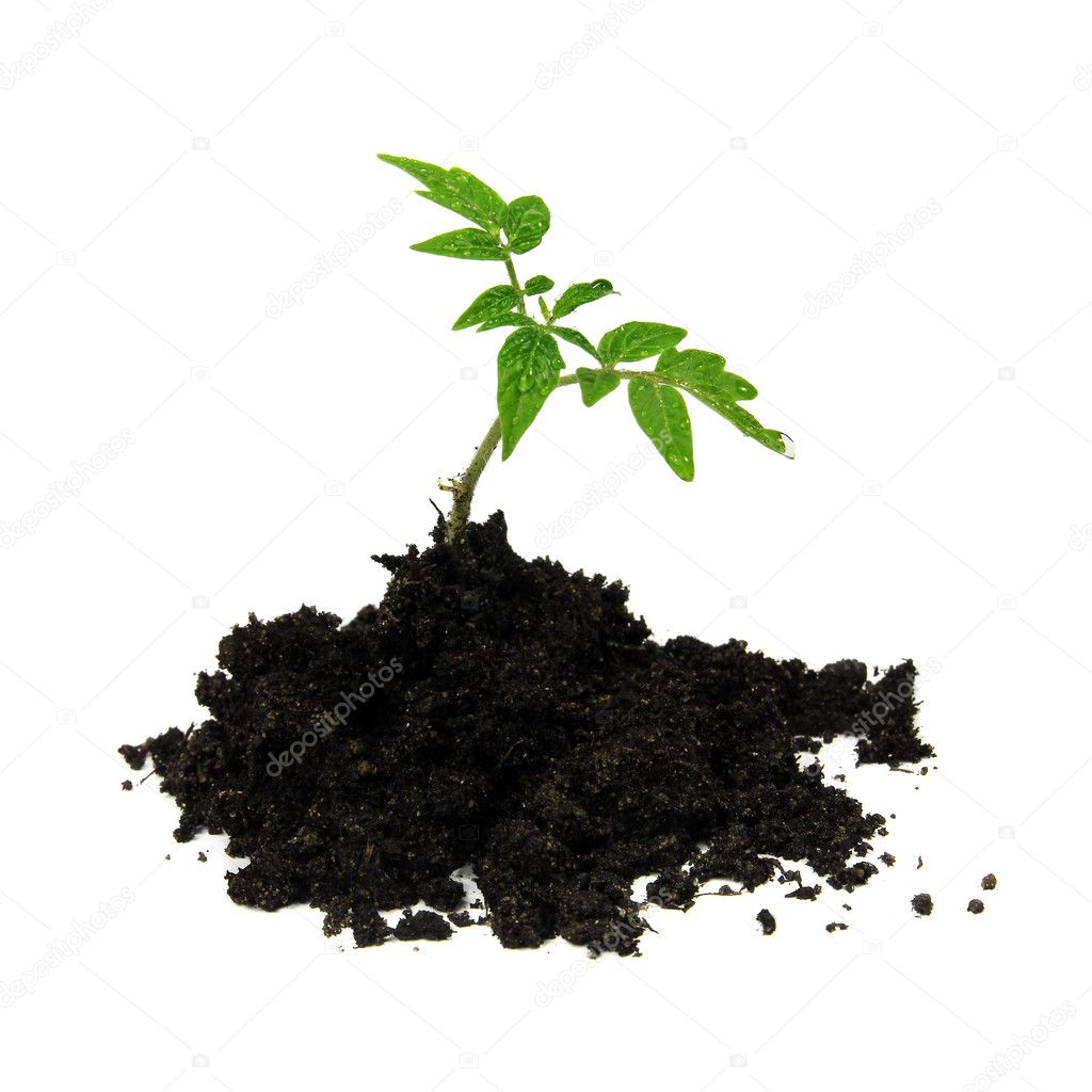 Young tomato plant and soil isolated on white
