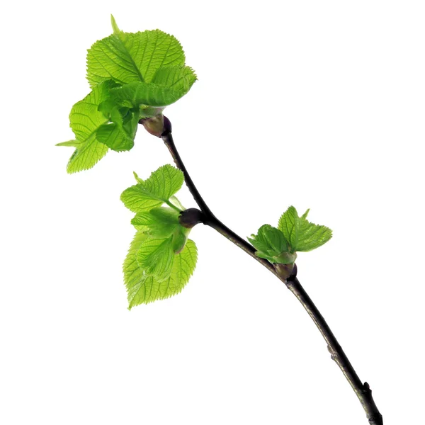 Young hazel twig — Stock Photo, Image