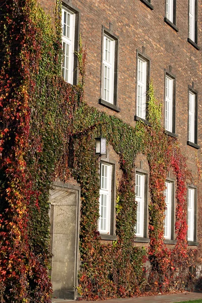 Pared de ladrillo con ventanas y hiedra roja en otoño — Foto de Stock
