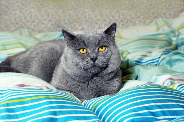 Británico taquigrafía gato en la cama —  Fotos de Stock