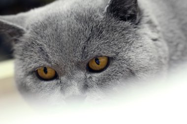 Britanya ile ilgili stenografi kedi closeup