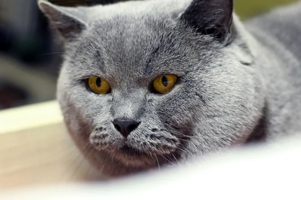 Close-up van Britse korthaar kat — Stockfoto