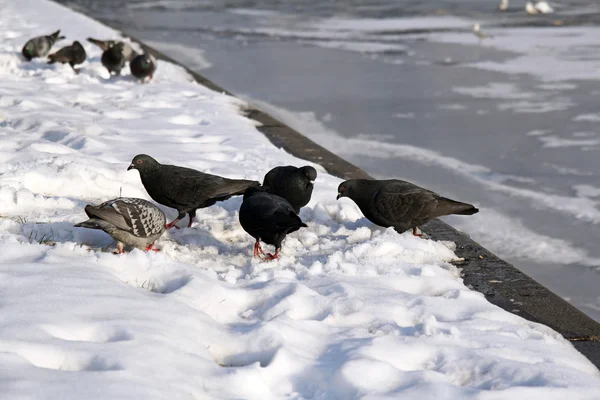 Pigeons on the bank of a frozen river — Stock Photo, Image