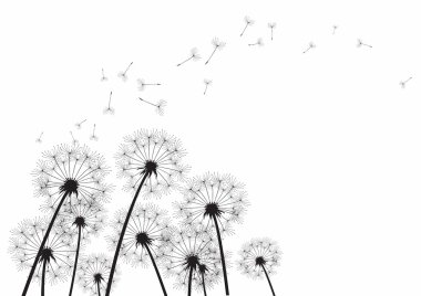 Beyaz arka planda siyah dandelions