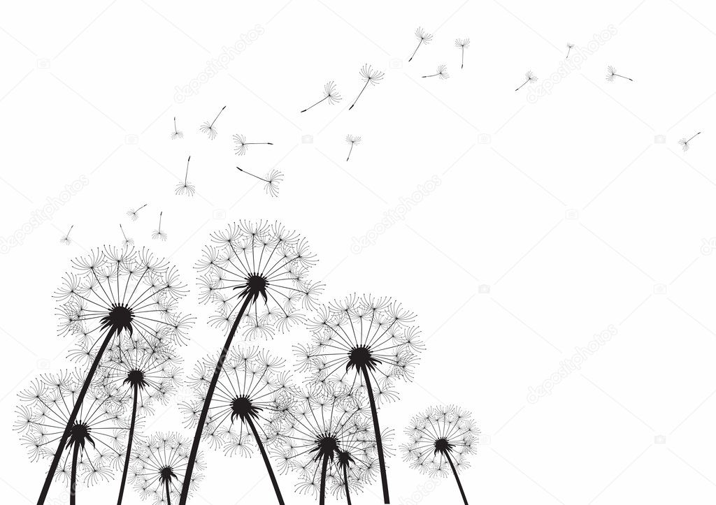 Black dandelions on white background