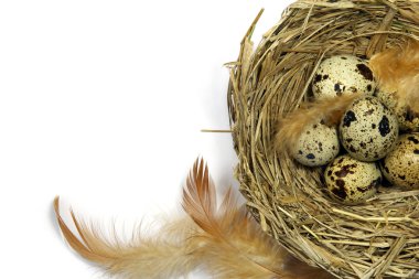 bıldırcın yumurtasından boşaltmak ile beyaz zemin üzerinde bir yuva