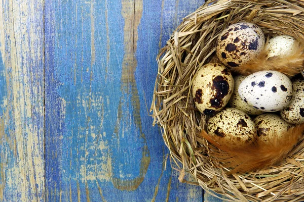 Quail's eggs in a nest on blue wooden background and copy space — Stock Photo, Image