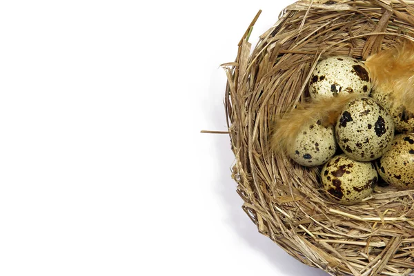 Quail's eggs in nest with copyspace — Stock Photo, Image