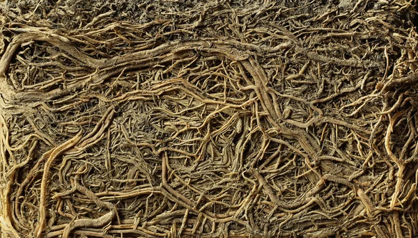 Latar belakang atau tekstur akar — Stok Foto