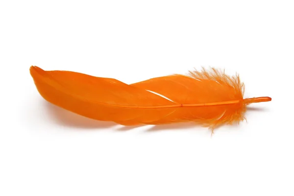 Orange feather on white background — Stock Photo, Image