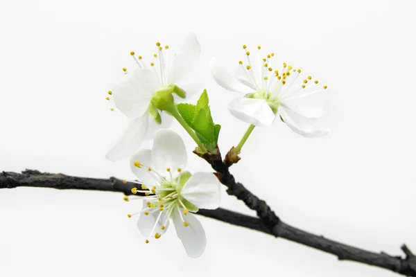 White cherry flowers on white background — Stock Photo, Image