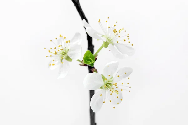 Gałązka z białe kwiaty na białym tle — Zdjęcie stockowe