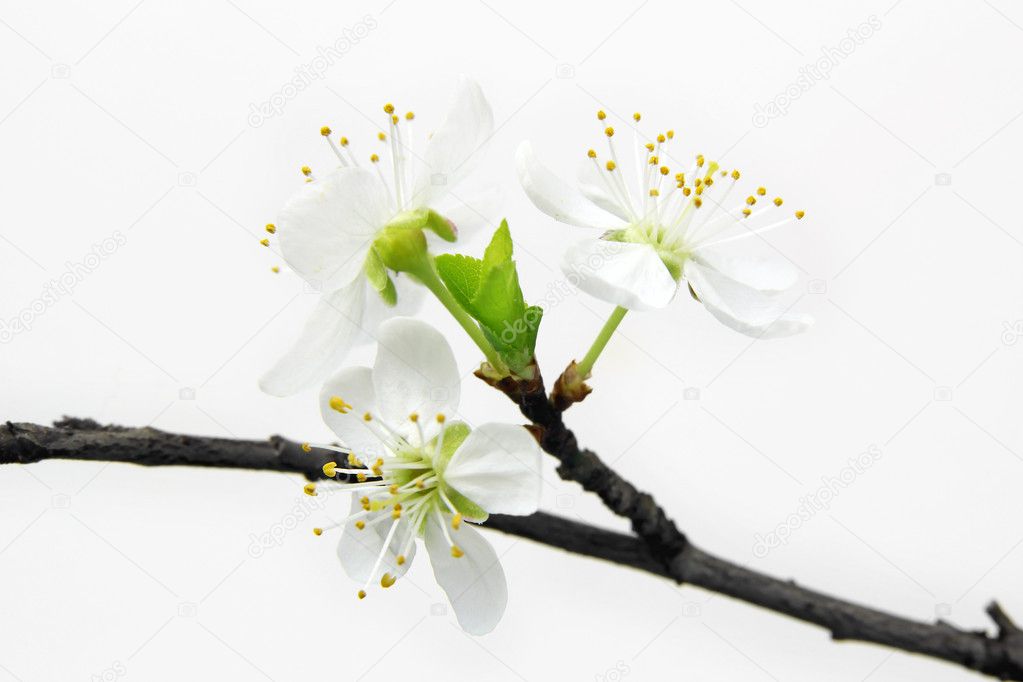 White cherry flowers on white background