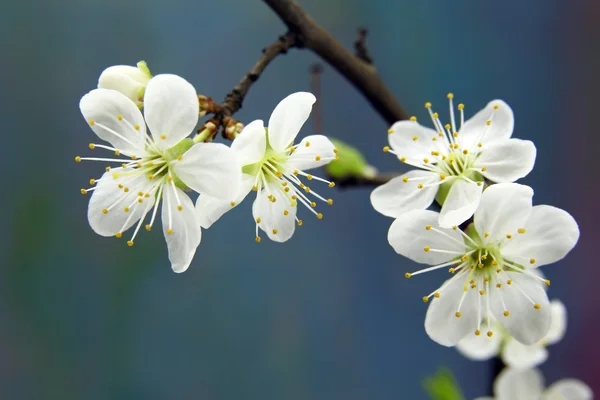 Gren av körsbär med vita blommor — Stockfoto