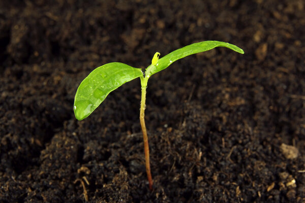 Green young plant