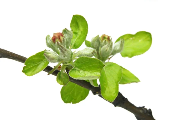 Twig with young buds of apple tree — Stock Photo, Image