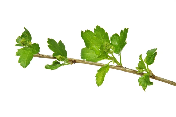 Galho com folhas verdes jovens isolado no fundo branco — Fotografia de Stock