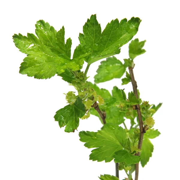 Zweig mit jungen grünen frischen Blättern isoliert auf weißem Hintergrund — Stockfoto