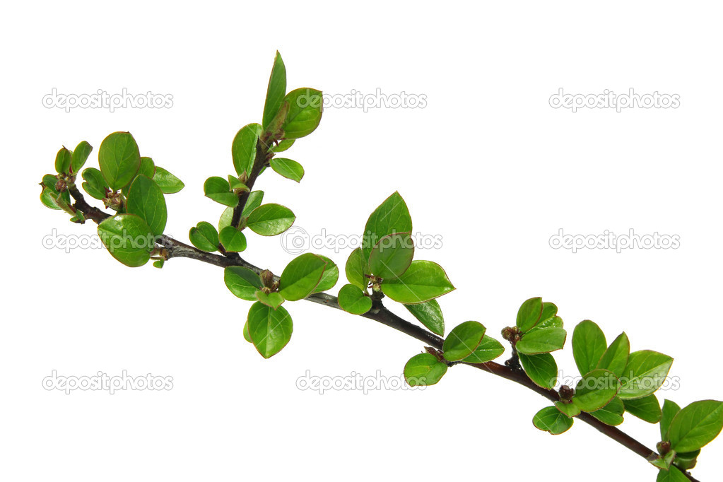 Twig with young green leaves on white background