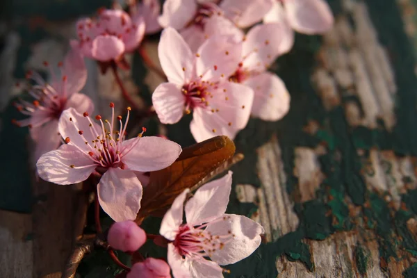 Spring pink flowers on old wood — Stock Photo, Image