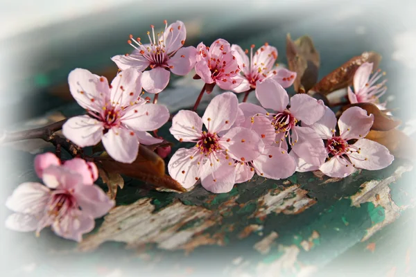 Plum tree flowers on wooden bench — Stock Photo, Image