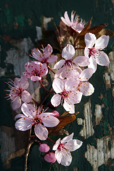 Pink flowers on peeling wood — Stock Photo, Image