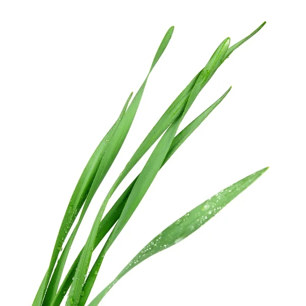 Sprietje gras geïsoleerd op witte achtergrond — Stockfoto