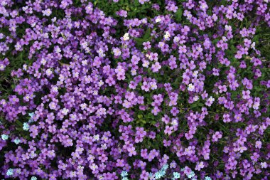 Minik mor çiçekler arka plan