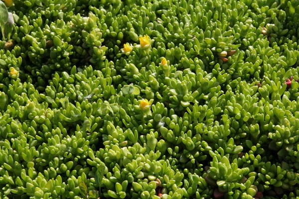 Green plant background- sedum rubrotinctum — Stock Photo, Image