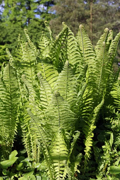 Young green fern — Stock Photo, Image