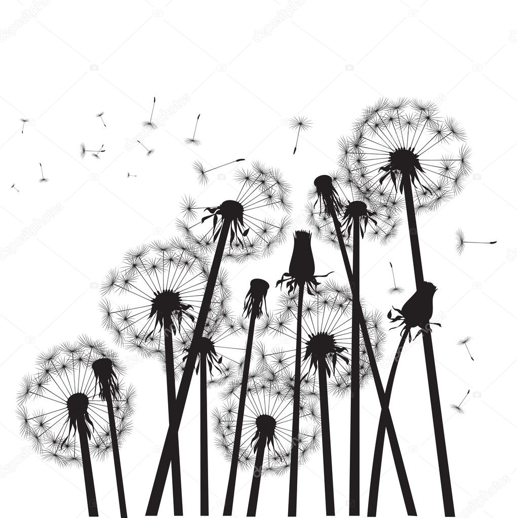 Group of black dandelions on white background