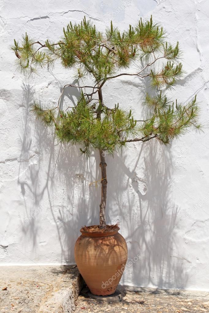 Pine tree in old clay pot