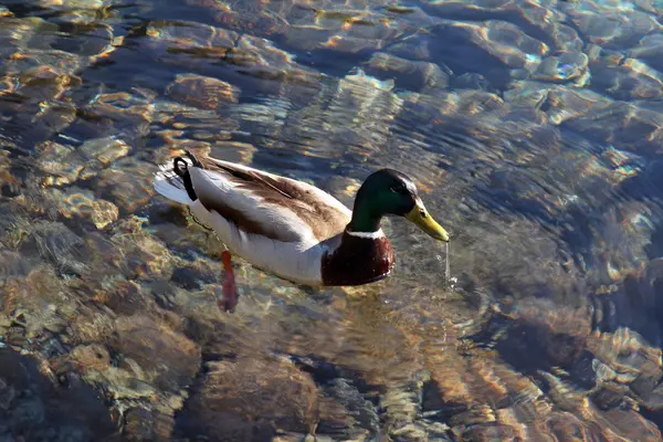 Duck in crystal water — Stock Photo, Image