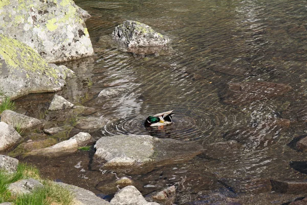 Male duck in mountain pond — Stock Photo, Image