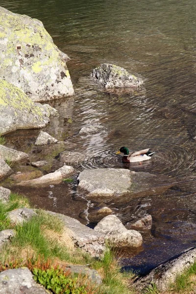Male duck in mountain pond — Stock Photo, Image