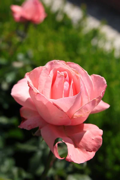 Closeup of pink rose — Stock Photo, Image