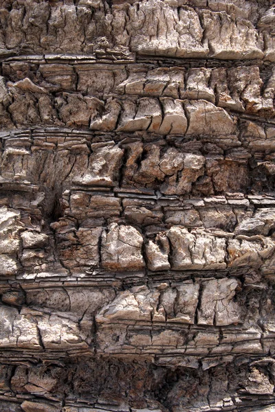 Corteccia di uno sfondo di palma — Foto Stock