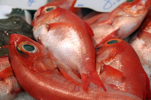 Red ocean fish at fish market — Stock Photo, Image