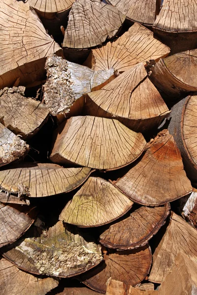 Wood stumps — Stock Photo, Image