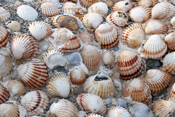 Fondo de conchas — Foto de Stock